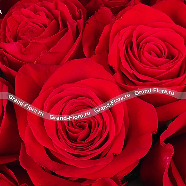 Букет красных роз (акционный букет, высота розы 40-50 см)